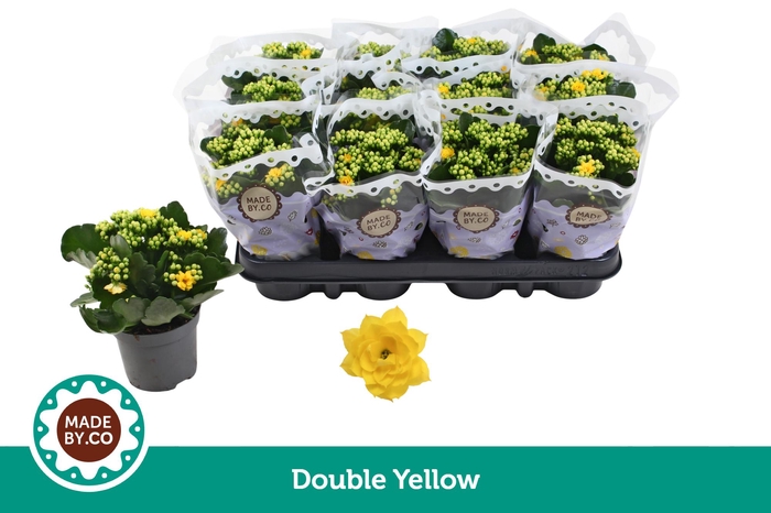 <h4>Kalanchoë Double Yellow</h4>