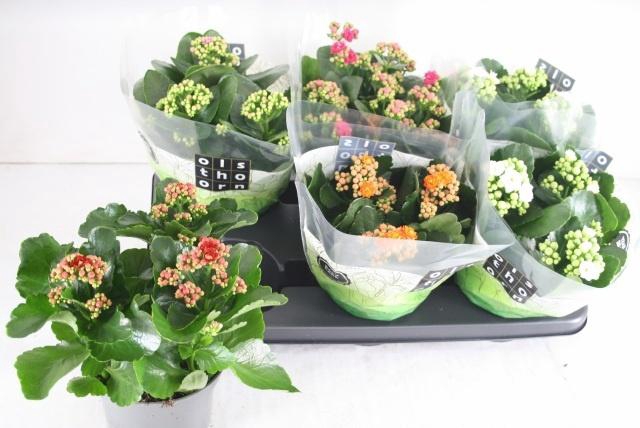 <h4>KAL GE GEM 5 KL</h4>