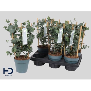 Eucalyptus Cinerea 12Ø 40cm