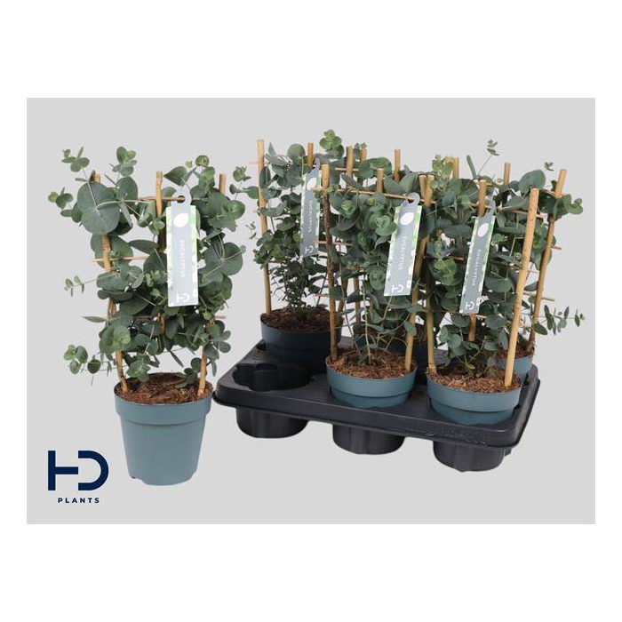 <h4>Eucalyptus Cinerea 12Ø 40cm</h4>