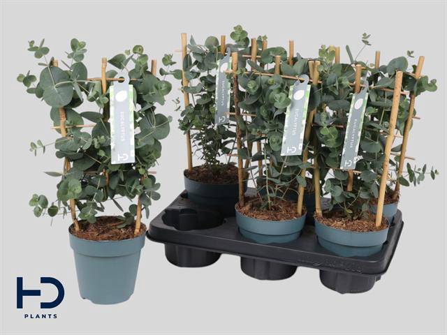 Eucalyptus Cinerea 12Ø 40cm