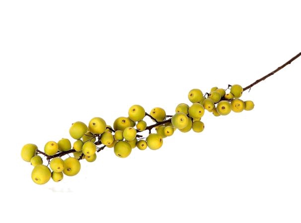 <h4>STEM APPLE SENTINEL L135 green</h4>