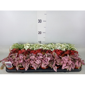 Hypoestes phyllo.   ...mix