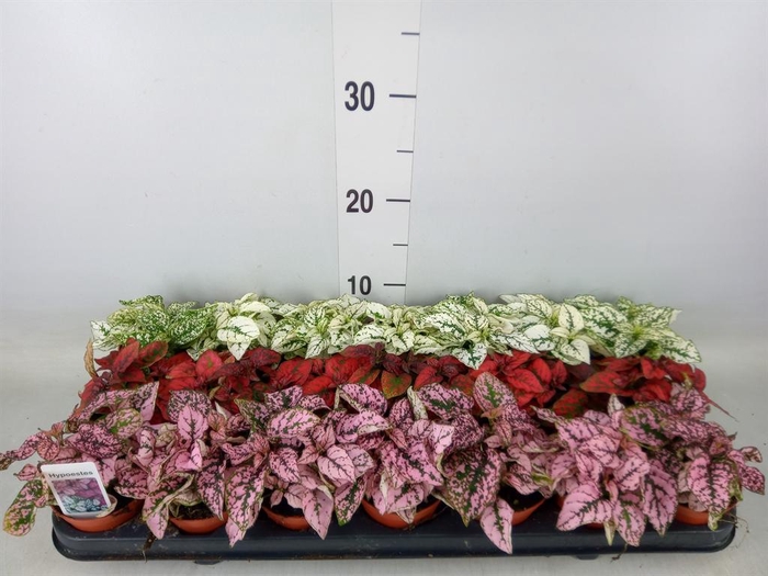 <h4>Hypoestes phyllo.   ...mix</h4>