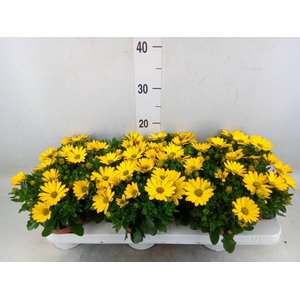 Osteospermum  'Margarita Sunset'