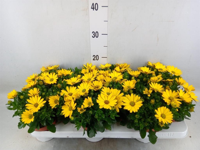 <h4>Osteospermum  'Margarita Sunset'</h4>