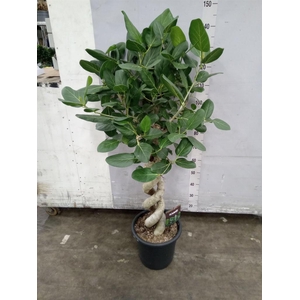 Ficus benghalensis 'Audrey'