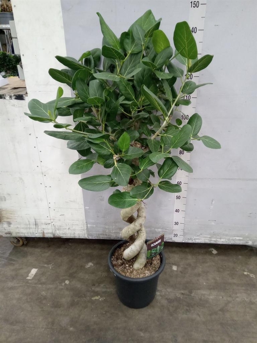 <h4>Ficus benghalensis 'Audrey'</h4>