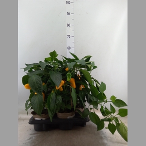 Capsicum annuum   ...paprika