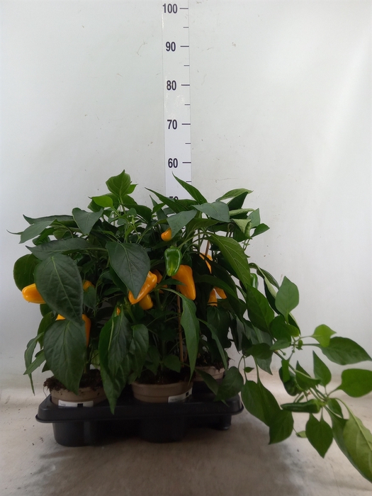 <h4>Capsicum annuum   ...paprika</h4>