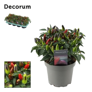 Capscium Annuum Torero Red
