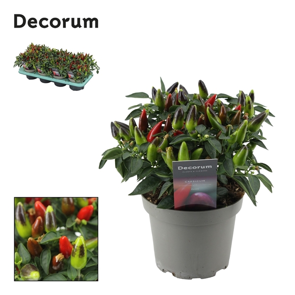 <h4>Capscium Annuum Torero Red</h4>