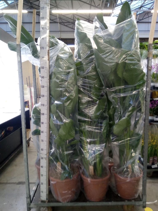 <h4>Strelitzia nicolai</h4>