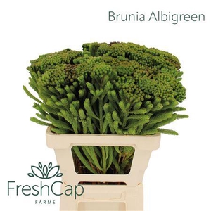 Brunia Albigreen