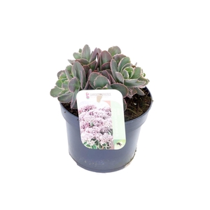 Sedum telephium La Vie en Rose