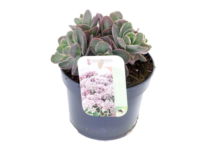 <h4>Sedum telephium La Vie en Rose</h4>