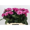 Dahlia Annamarie