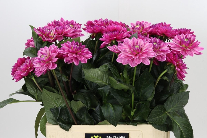 <h4>Dahlia Annamarie</h4>