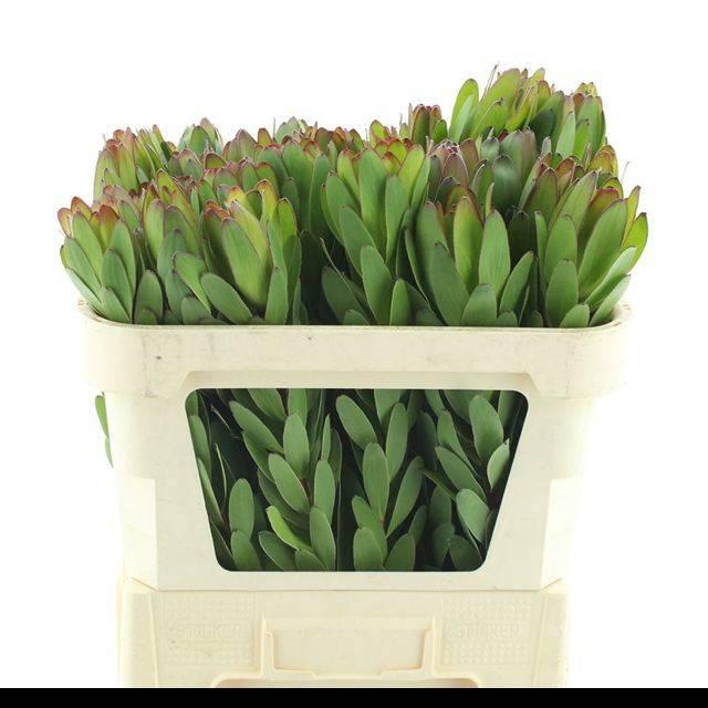 <h4>LEUCAD SAF GOLDSTRIK</h4>