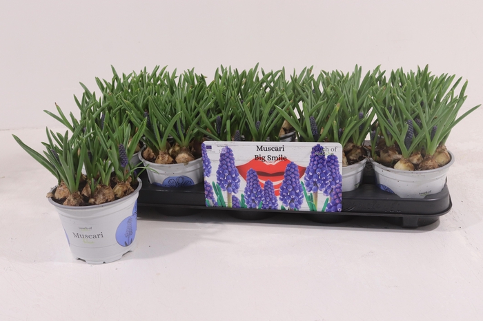 <h4>MUSCAR BIG SMILE</h4>