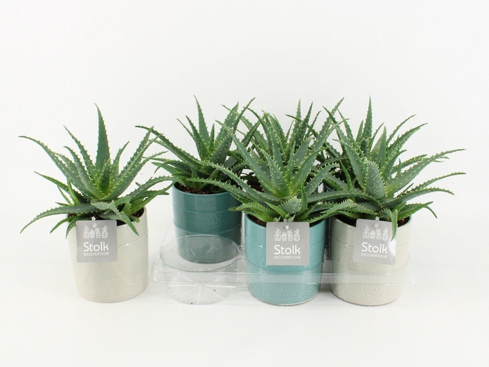 <h4>Aloe Arborescens Keramiek Tess</h4>