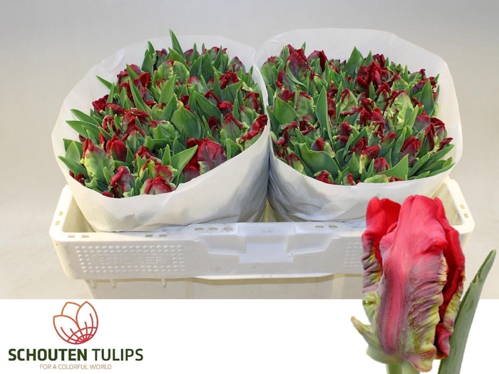 <h4>TU PA SEADOV PARROT</h4>