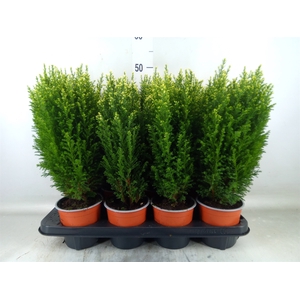 Chamaecyparis laws. 'Snow White'