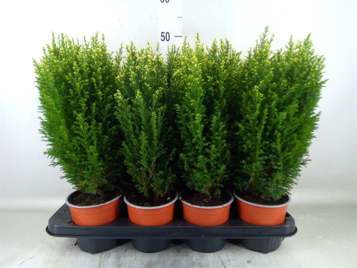 <h4>Chamaecyparis laws. 'Snow White'</h4>