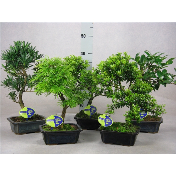 <h4>Bonsai mix outdoor, 20cm., shape, without drip tray - Partly without leaves during winter</h4>