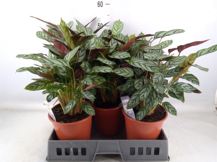 <h4>Ctenanthe setosa 'Compactstar'</h4>