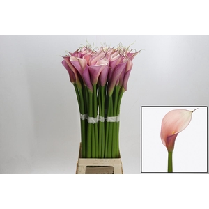 ZANT AE EYD PURP PIN