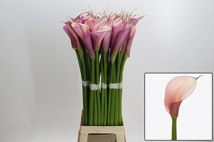 <h4>ZANT AE EYD PURP PIN</h4>