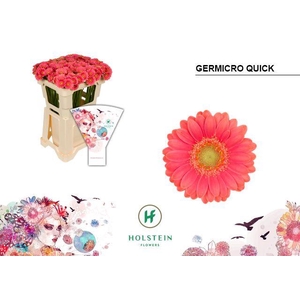 GE NA GERMICRO QUICK Emmer Hoes x100