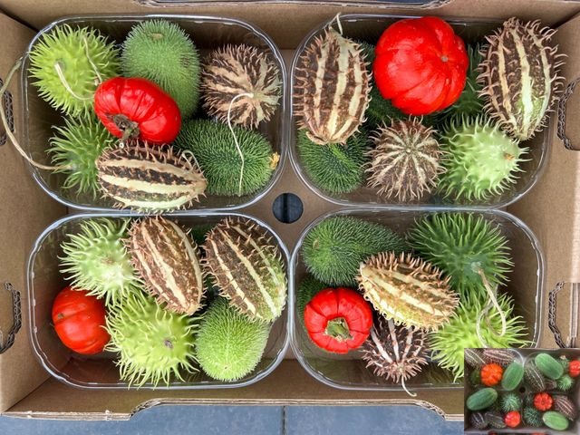 <h4>Sierfruit Bak Boa</h4>