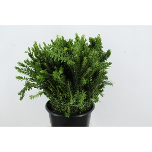 MYRTUS OV