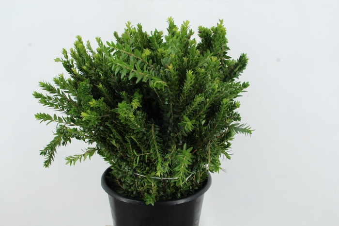 <h4>MYRTUS OV</h4>