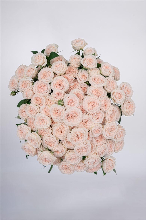 <h4>Tr Angel Skin</h4>