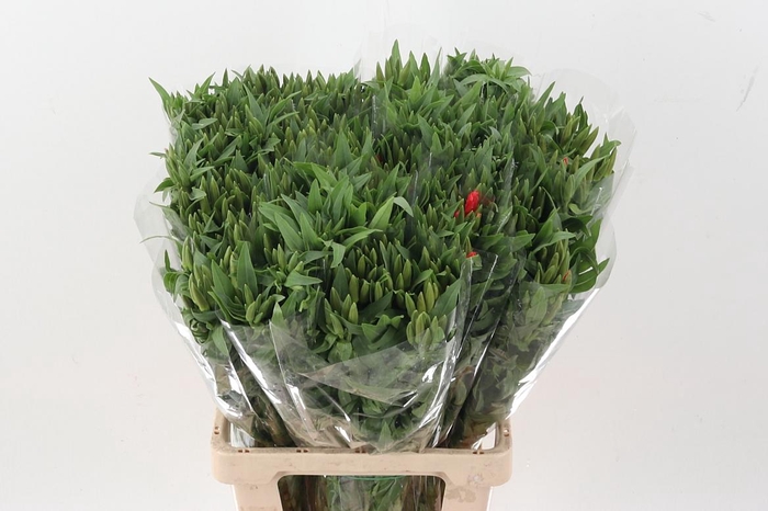 <h4>Clarkia Am Gr Salmon</h4>