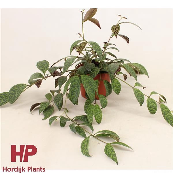 <h4>12 cm pot - Aeschynanthus Marmoratus</h4>