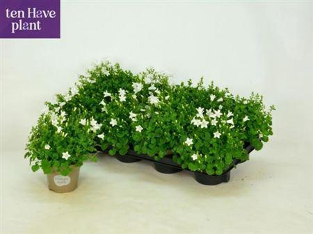 <h4>Camp Porto White</h4>