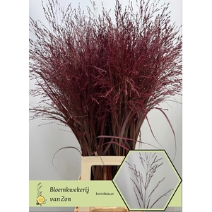 Siergras Klb Bordeaux Frank Zon