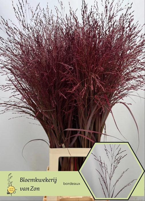 <h4>Siergras Klb Bordeaux Frank Zon</h4>