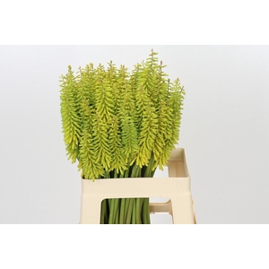 Kniphofia Sunningdale Yellow