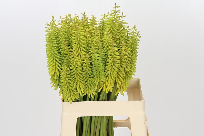 Kniphofia Sunningdale Yellow