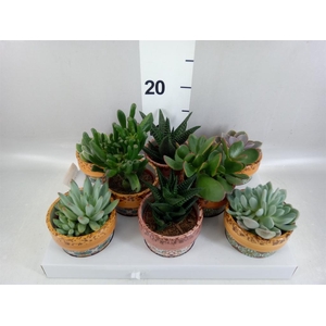 Succulents   ...