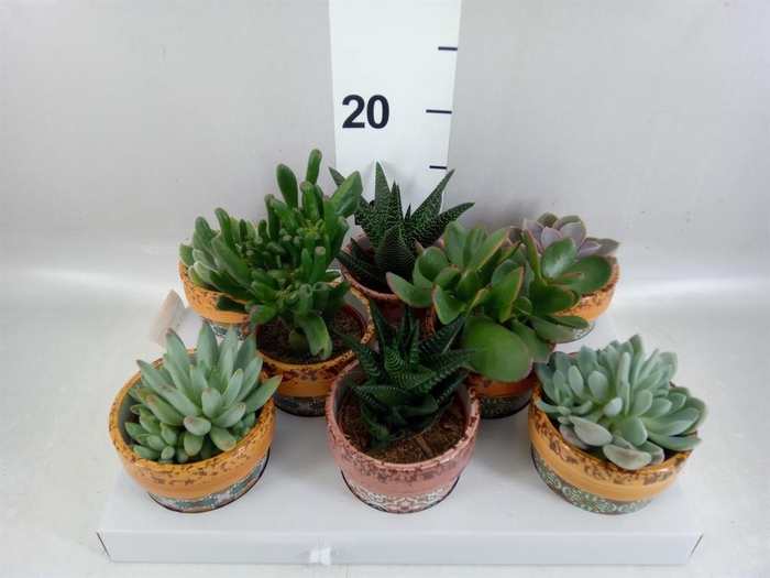 <h4>Succulents ...</h4>