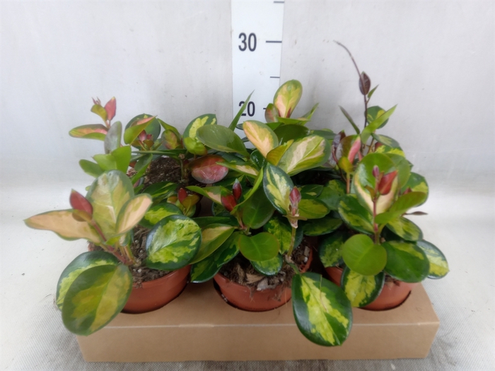 <h4>Hoya australis 'Lisa'</h4>