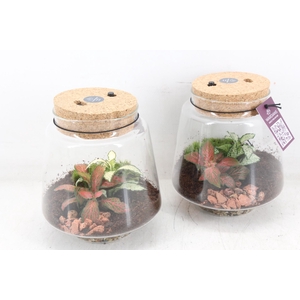 arr3 WR - Mercurius small+led recharge