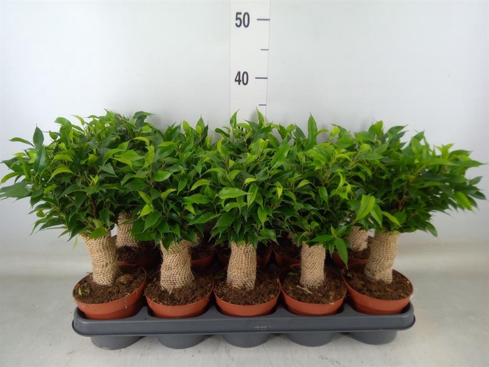 <h4>Ficus benja. 'Natasja'</h4>