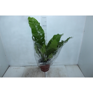 ASPLENIUM NIDUS P20